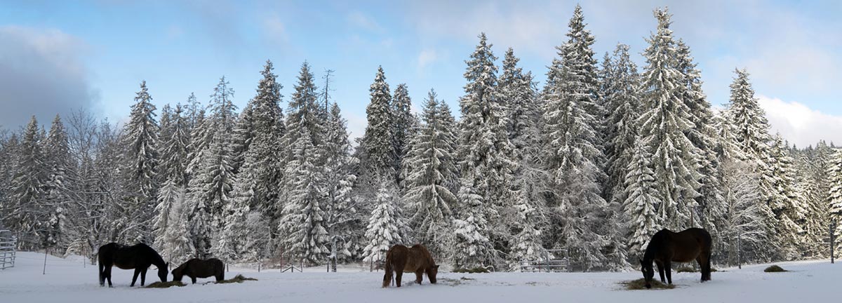 Martinskapelle: Pferde im Winter